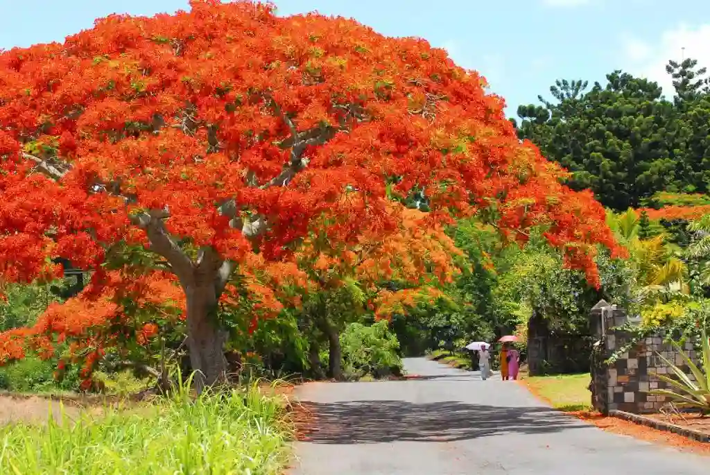 Flot landskab af blomster i nordlige Mauritius