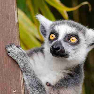 Lemur in Andasibe.gallery_image.4 (1)
