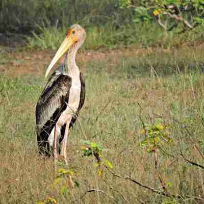 Stork i Wilpattu nationalpark, Sri Lanka