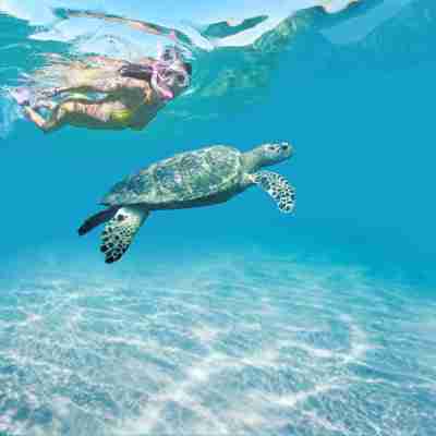 På snorkeltur med skildpadder, Trinidad & Tobago