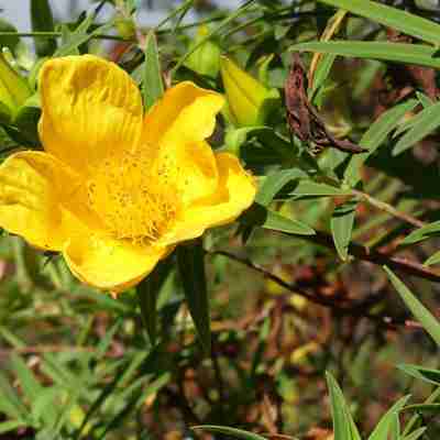 En gul blomst på øen