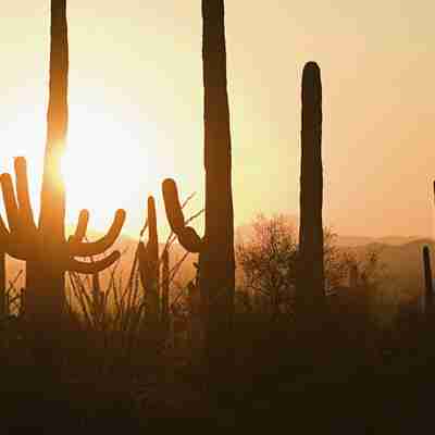 Kaktusser i solen