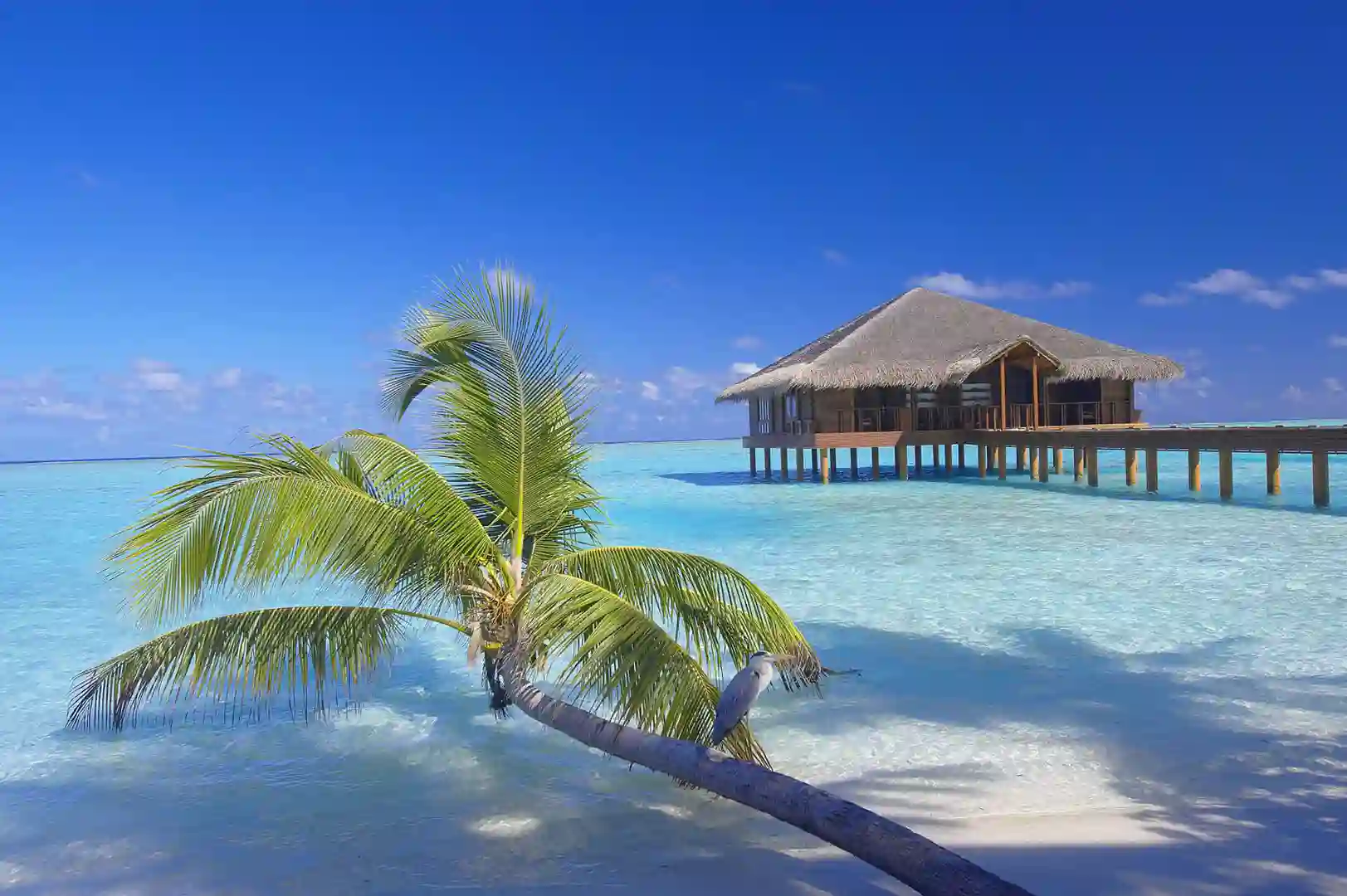 maldiverne