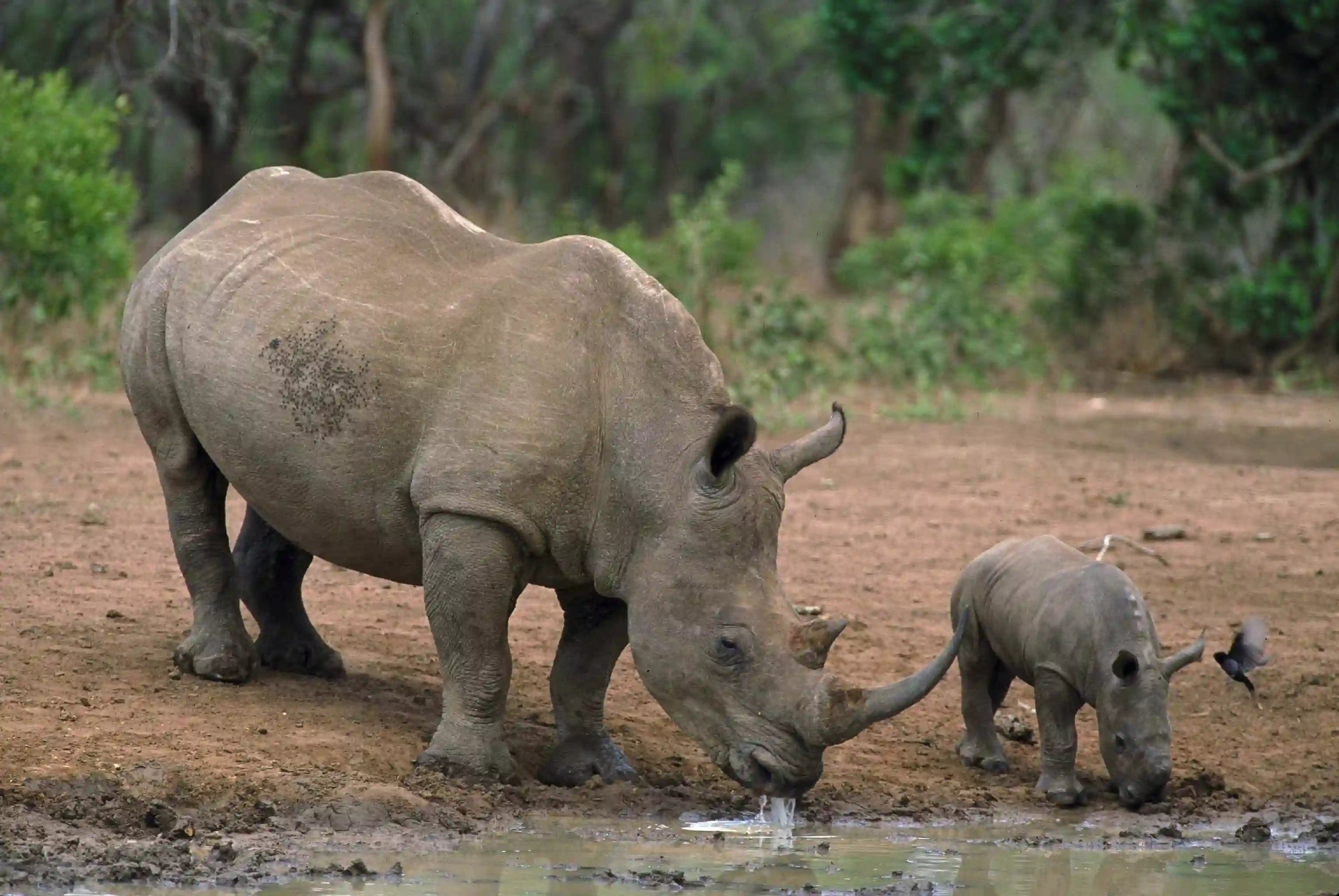 Sort næsehorn med baby, Sydafrika