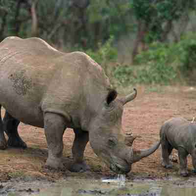 Sort næsehorn med baby, Sydafrika