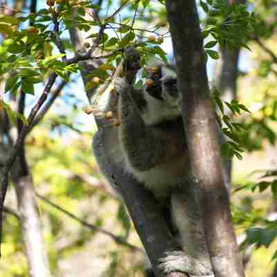 Lemur plukker bær i Ranomafana National Park