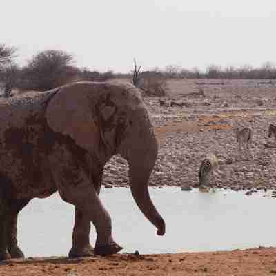 Elefant ved vandhul