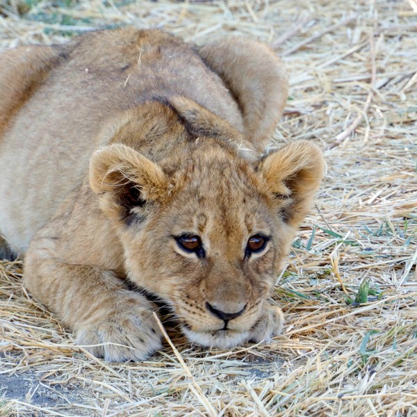 Løveunge i Savute, Botswana