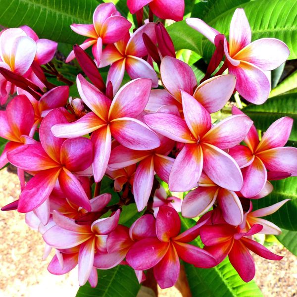 Blomster i Guyana