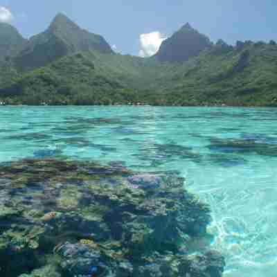 Også ved Moorea er vandet krystalklart, Fransk Polynesien