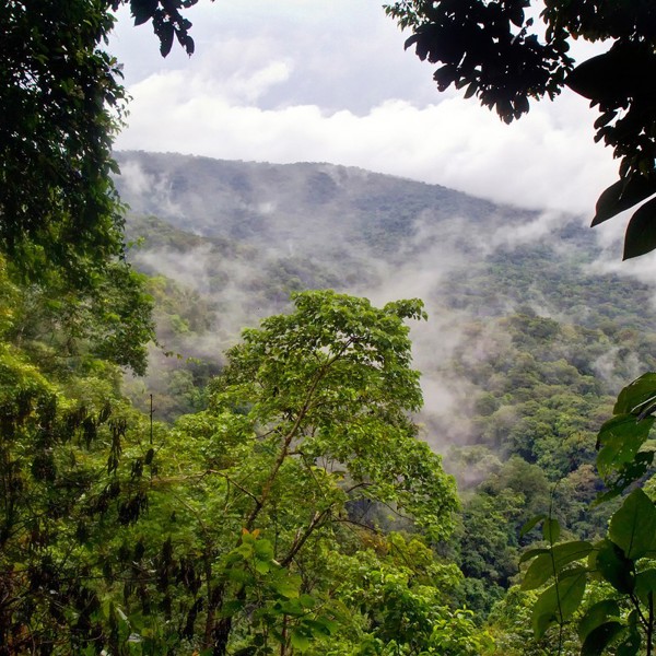 Skove og tågeskov i Panama