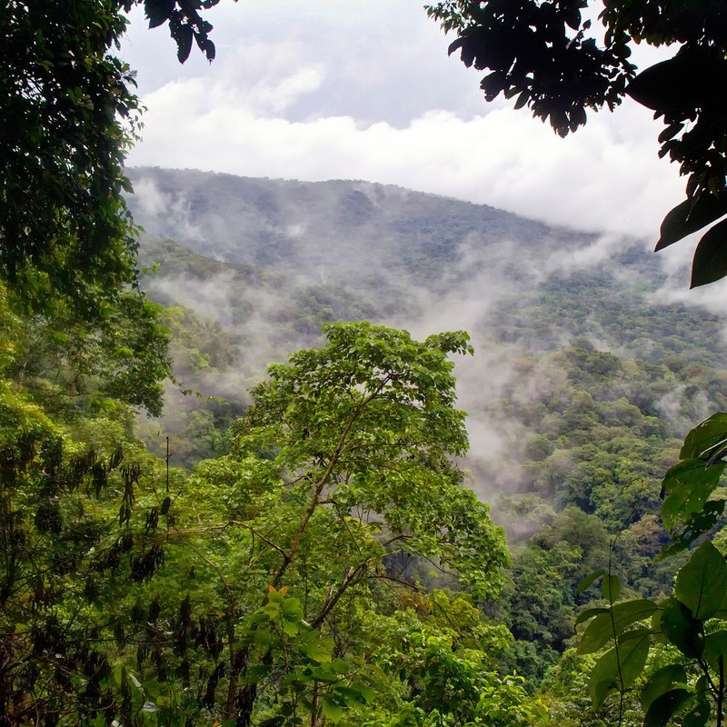 Skove og tågeskov i Panama