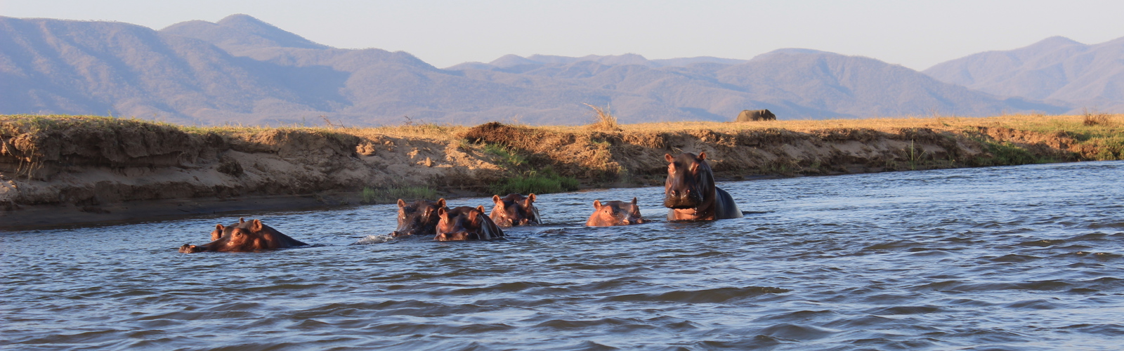 Flodheste i Mana Pools