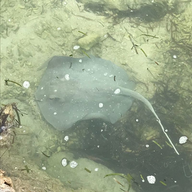 Rokker i vandkanten på Kuredu Island