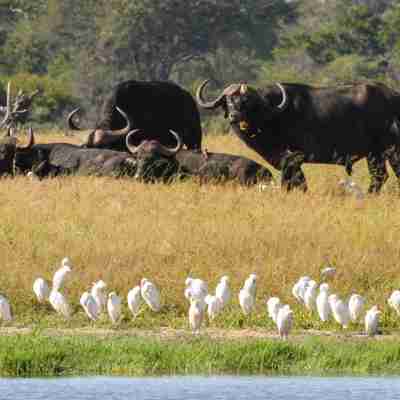 Med bøfler i baggrunden, Zimbabwe
