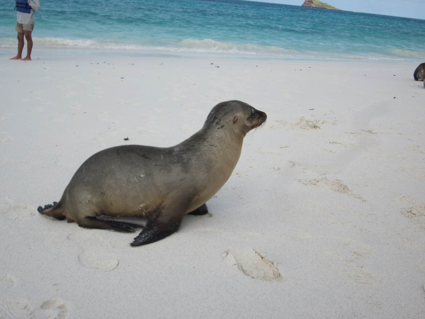 Søløve på stranden på Galapagos