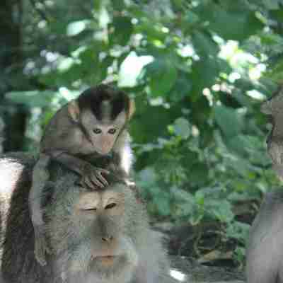 Monkey Forest, Ubud, Bali, Indonesien
