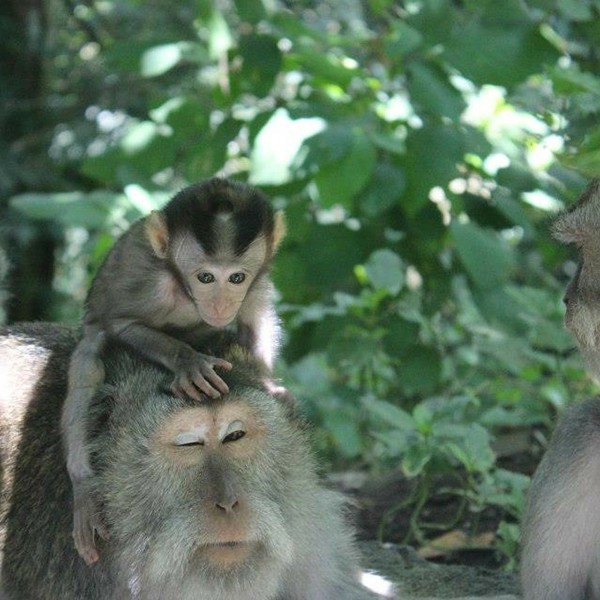 Monkey Forest, Ubud, Bali, Indonesien