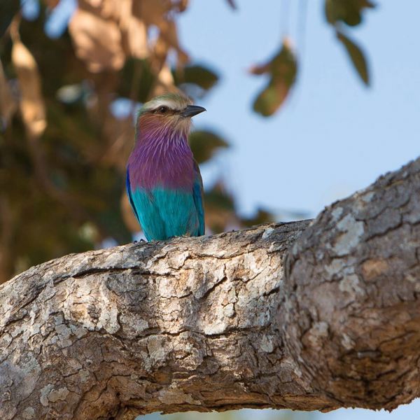 Farverig fugl i Hwange National Park
