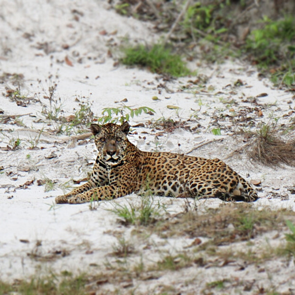 Leopard nær Iwokrama