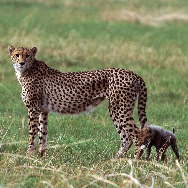 Kafue National Park
