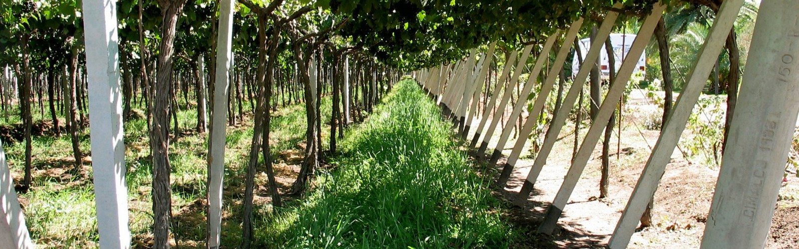Agricola 12