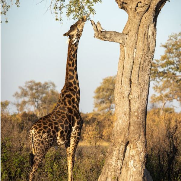 Hwange National Park - Giraffe