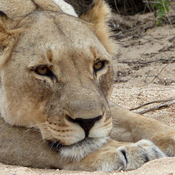 Hunløve der hviler sig, Sydafrika