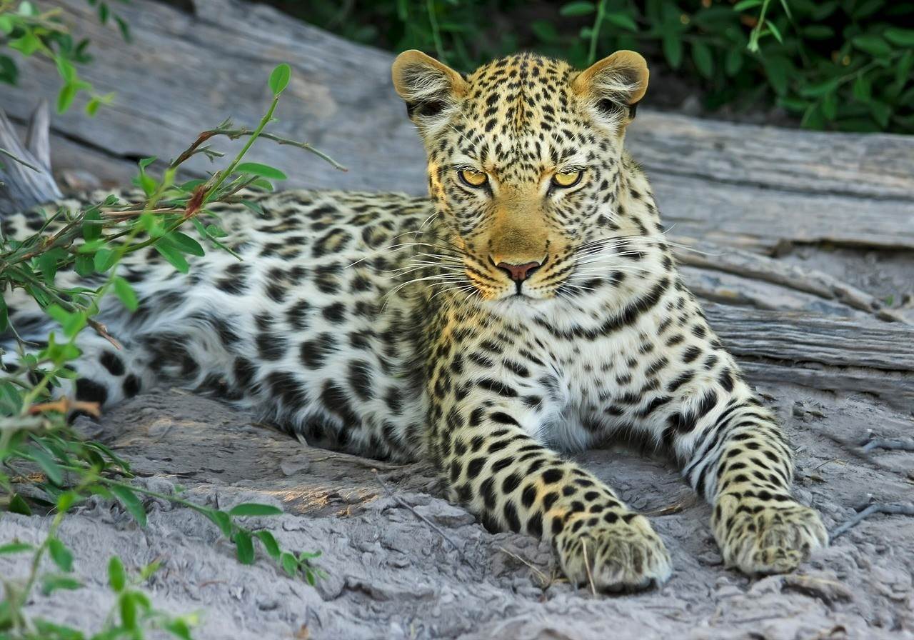 Leopard, Okavango deltaet, Botswana