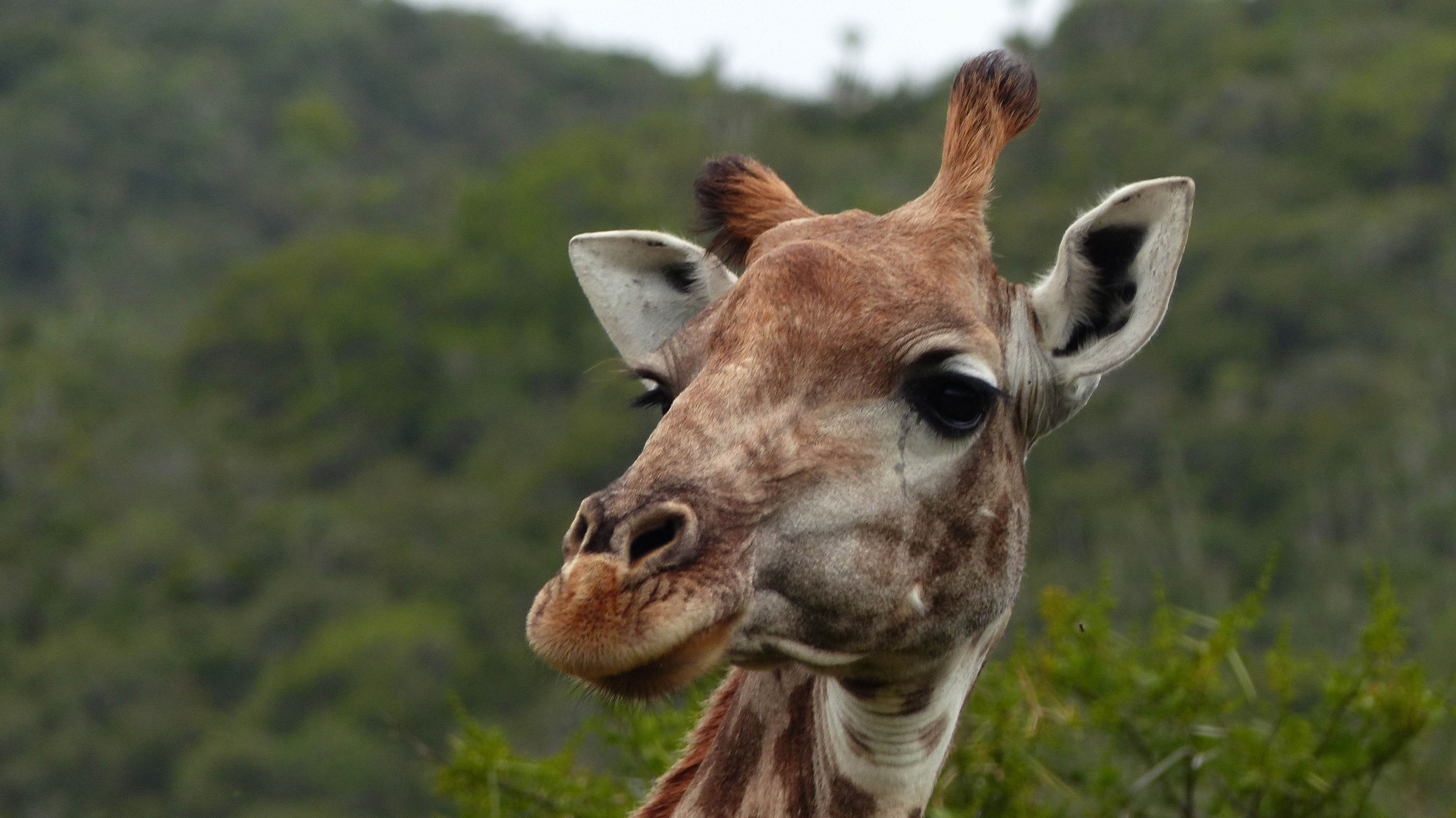 Giraf hoved, Sydafrika