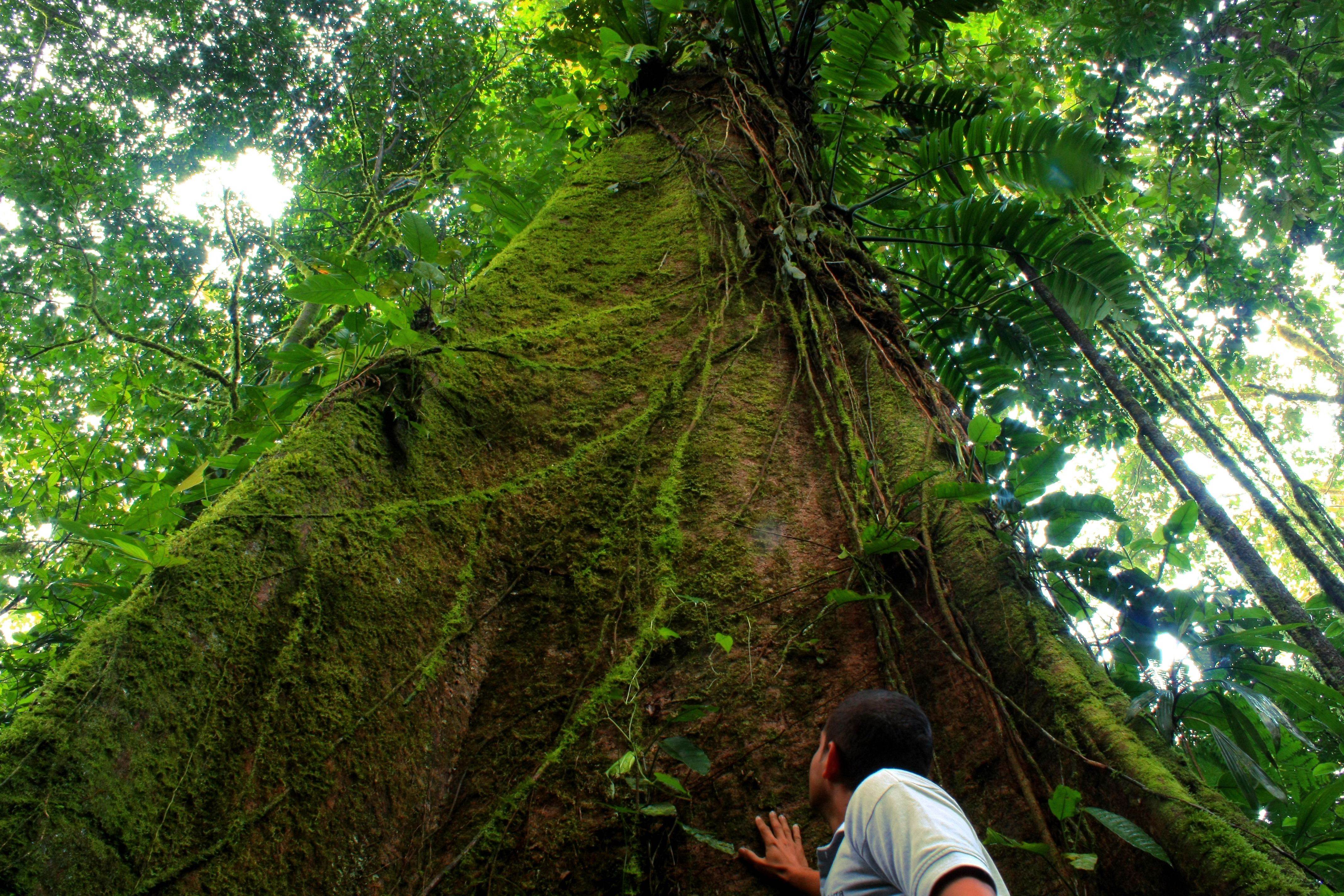 Træerne er store og grønne i Monteverdes tågeregnskov, Costa Rica