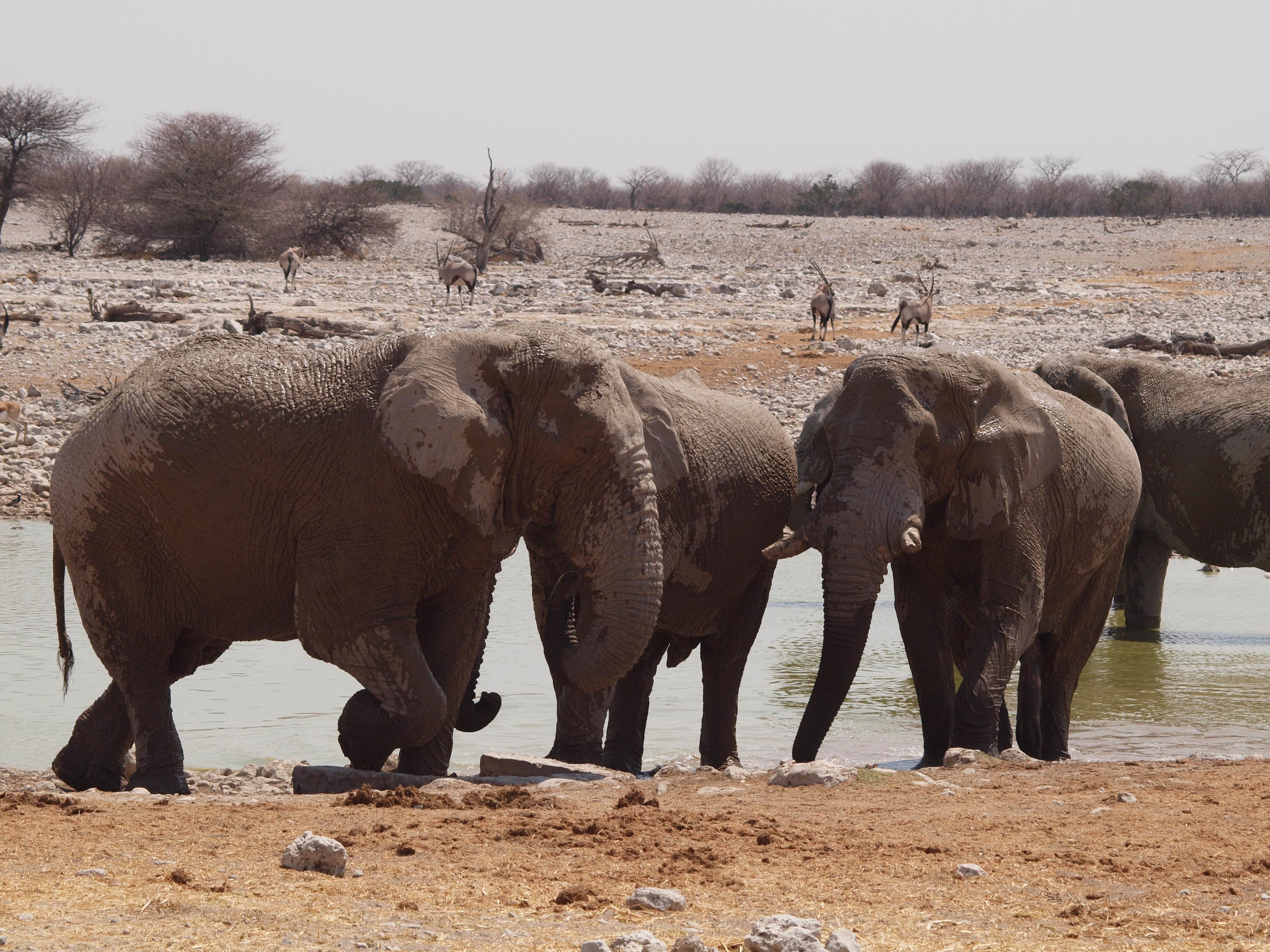 Elefanter i vandhul, Etosha, Namibia