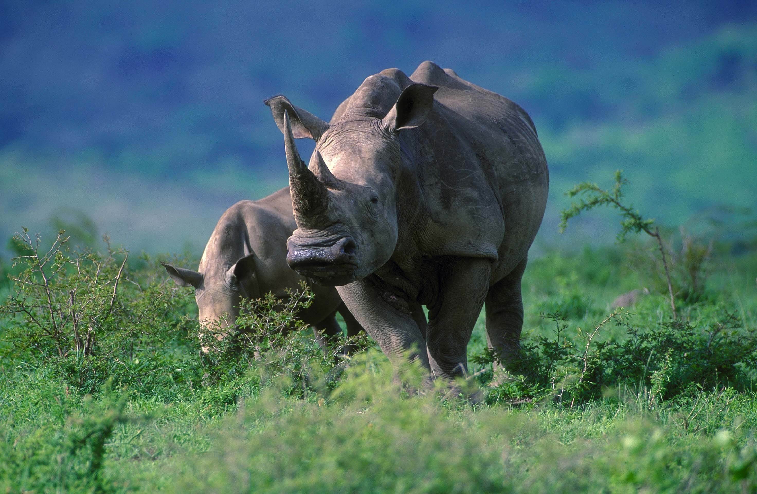 Hvidt næsehorn med unge, Sydafrika