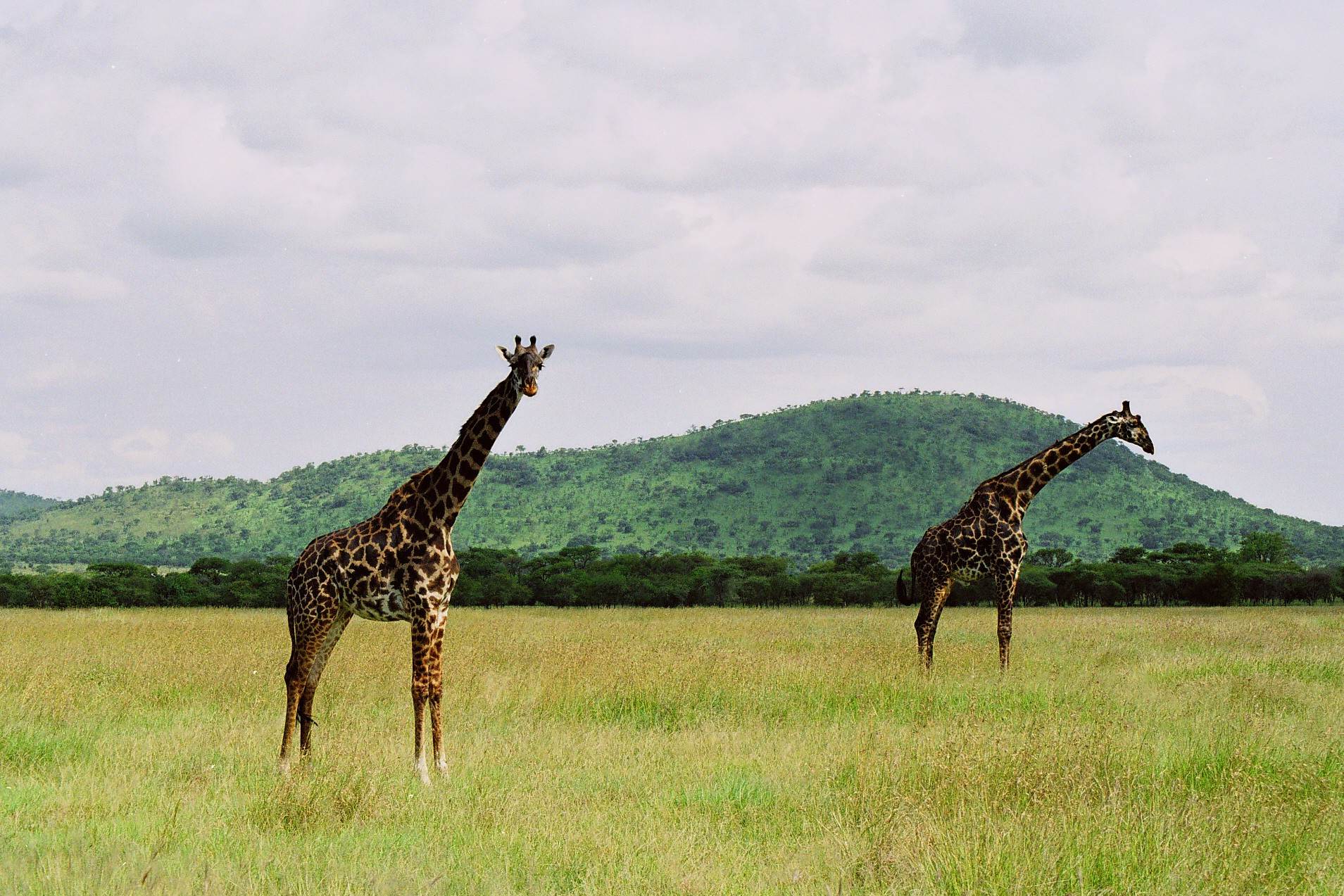 Day_5_Serengeti_National_Park
