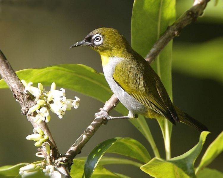 Kinabalu Park grøn fugl, Borneo, Malaysia