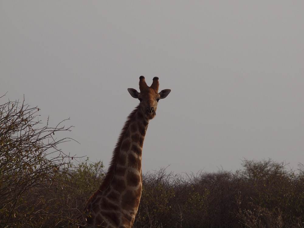 Giraf i Etosha nationalpark