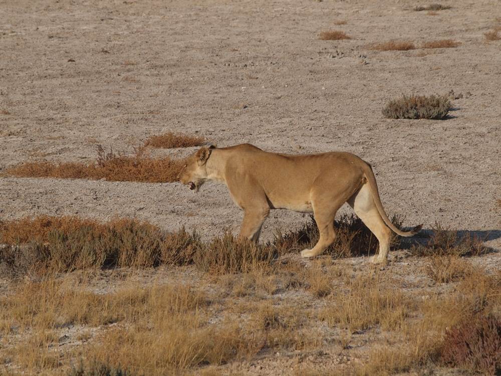 Løve i Etosha nationalpark