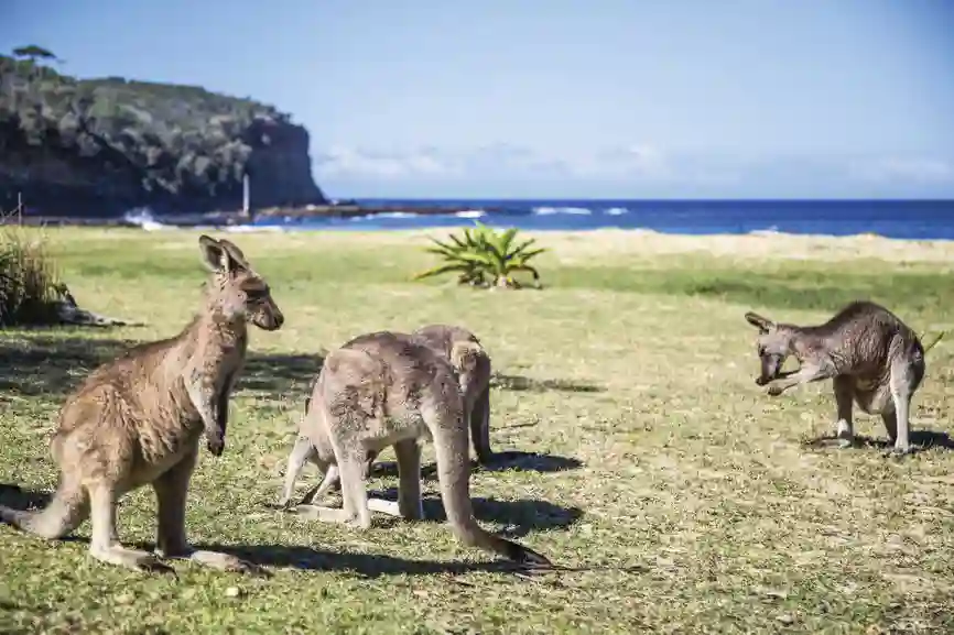 Når det er varm, kommer kæguruerne ned på stranden ved Pebbly Beach, Australien