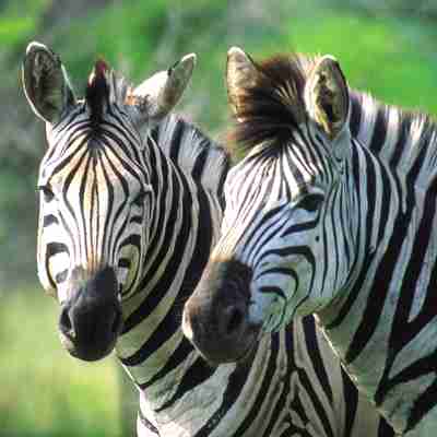 Zebrahoveder, Sydafrika