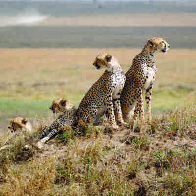 Day_4_Serengeti_National_Park