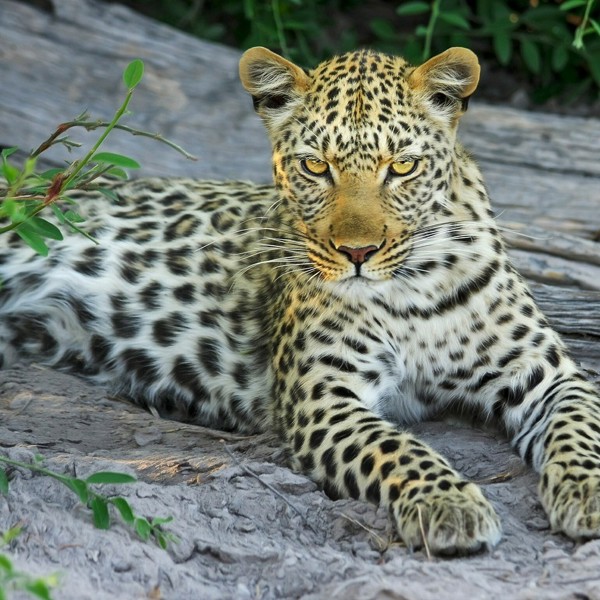 Leopard, Okavango deltaet, Botswana
