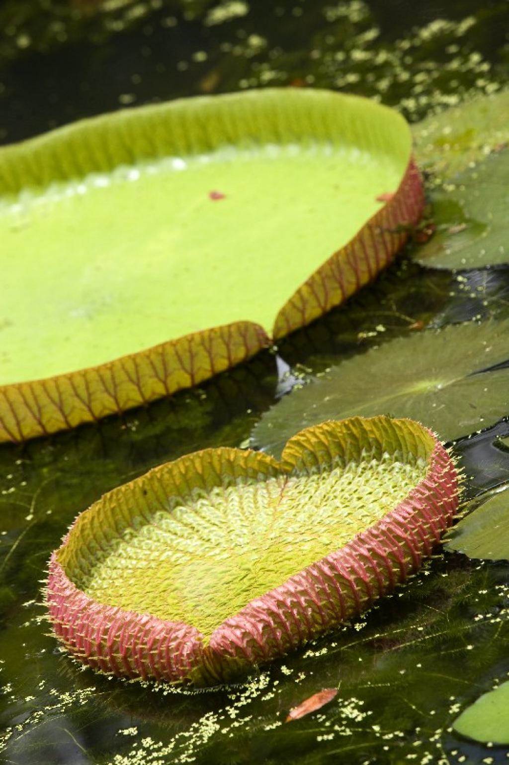 Victoria Amazonica vandlilje,  Pamplemousses botaniske have (nordlige Mauritius)