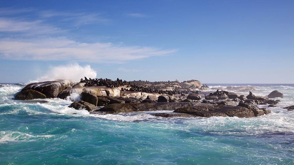 Øen i Hout Bay ved Cape Town er fyldt med sæler