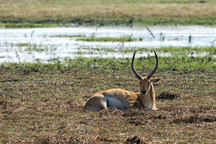 A-Roan-antelope-rests-in-the-Mahango-Game-Reserve-inside-the-Bwabwata-National-Park