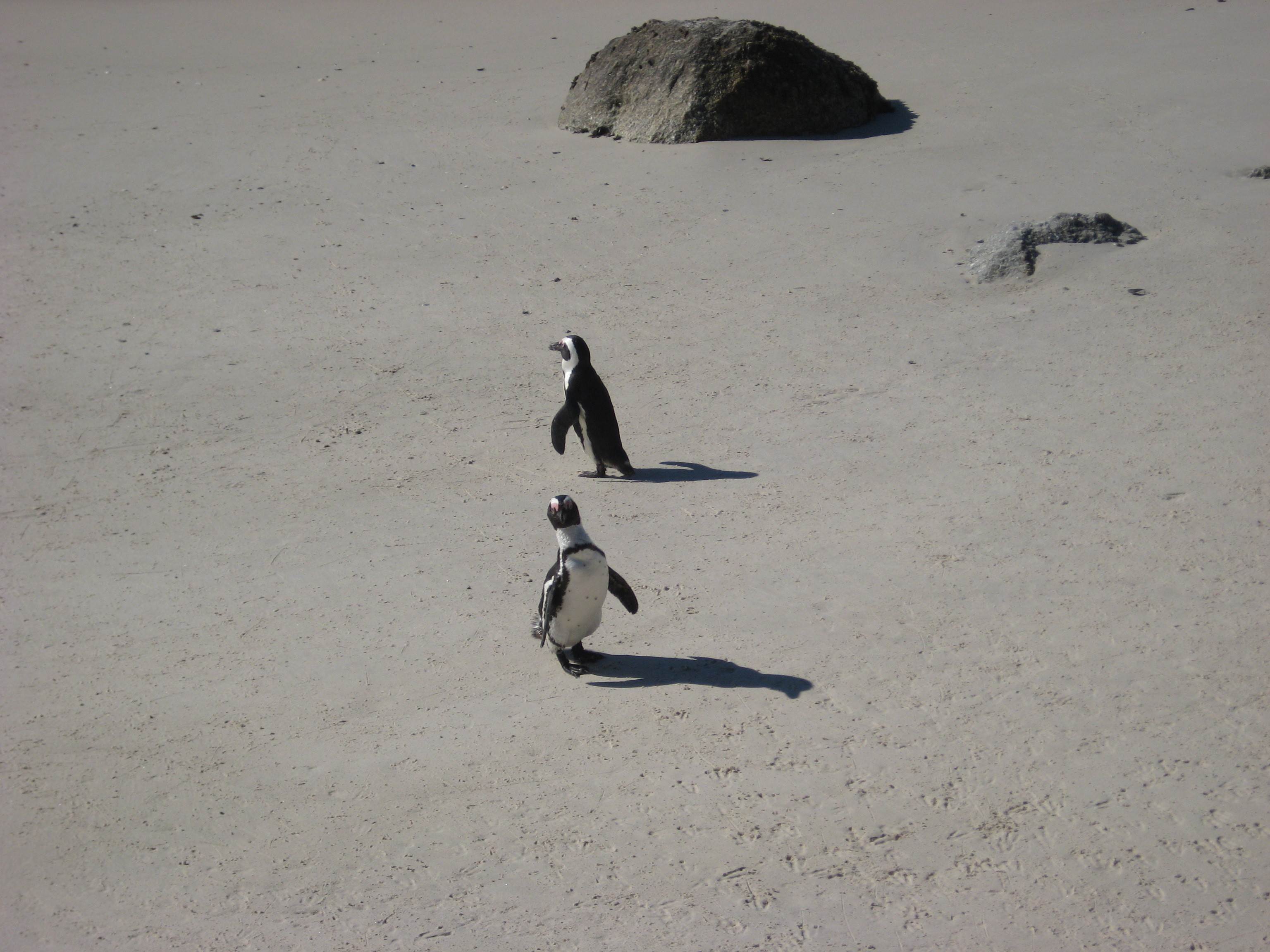 Pingviner på Boulders Beach, Cape Point, Sydafrika