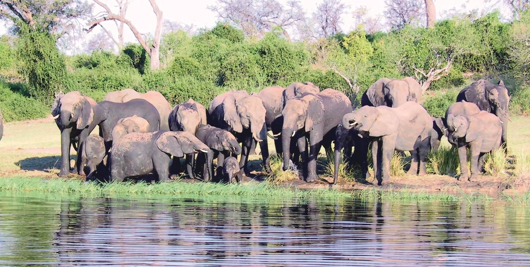 elefanter ved flod