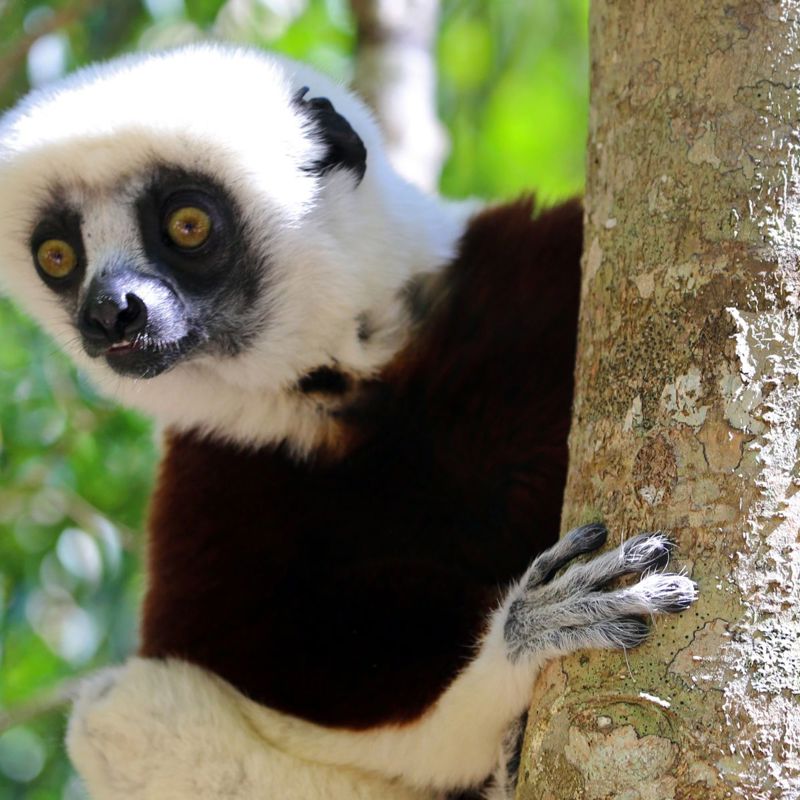 I:\AXUMIMAGES\Afrika\Madagaskar\Pakker\Madagaskas højdepunkter\Madagascar - Andasibe National Park 02