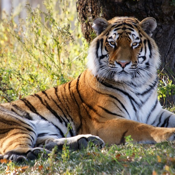 safari i indien med børnene