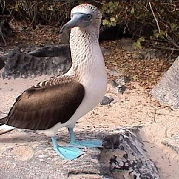 Blåfodet sule, Galapagos