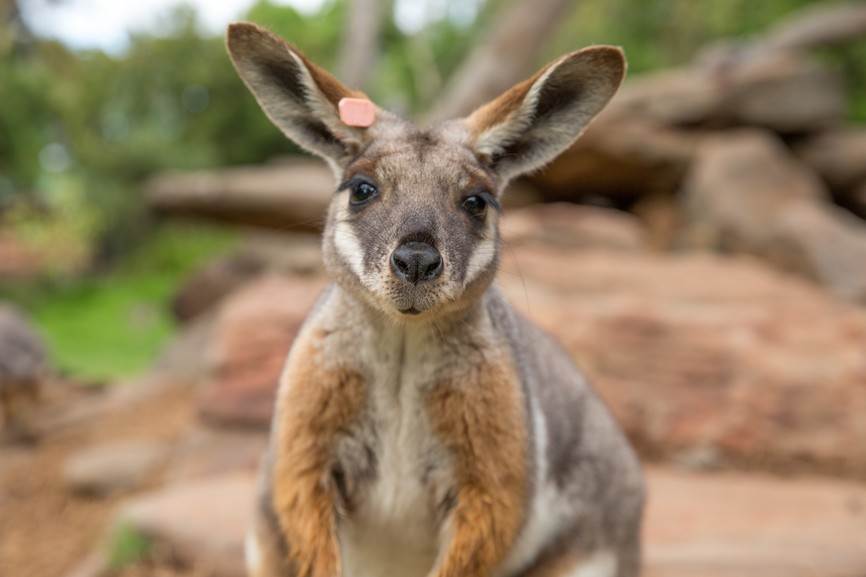 Rock Wallaby, Australien